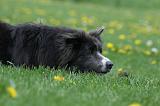 BORDER COLLIE 966